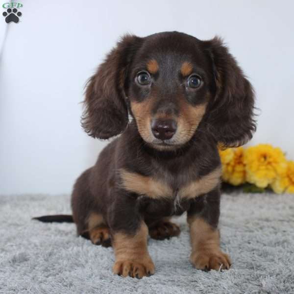 Uriah, Dachshund Puppy