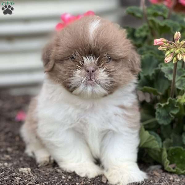 Tyler, Shih Tzu Puppy