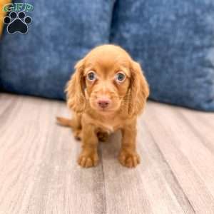 Rusty, Dachshund Puppy
