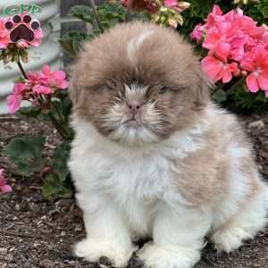 Tyler, Shih Tzu Puppy
