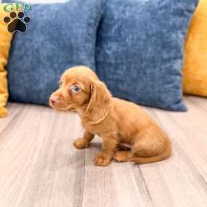 Rusty, Dachshund Puppy