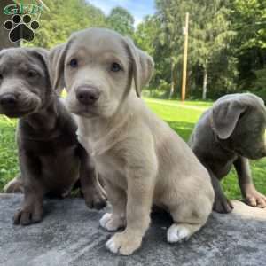 Macy, Silver Labrador Retriever Puppy