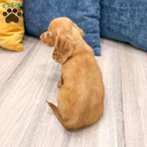 Rusty, Dachshund Puppy