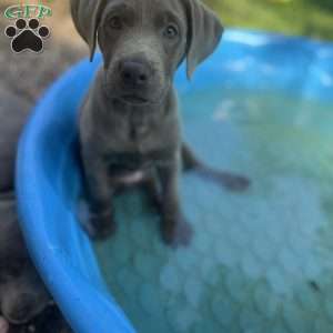 Maggie, Silver Labrador Retriever Puppy