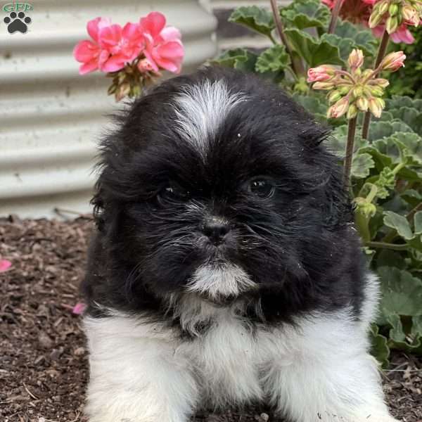 Thomas, Shih Tzu Puppy