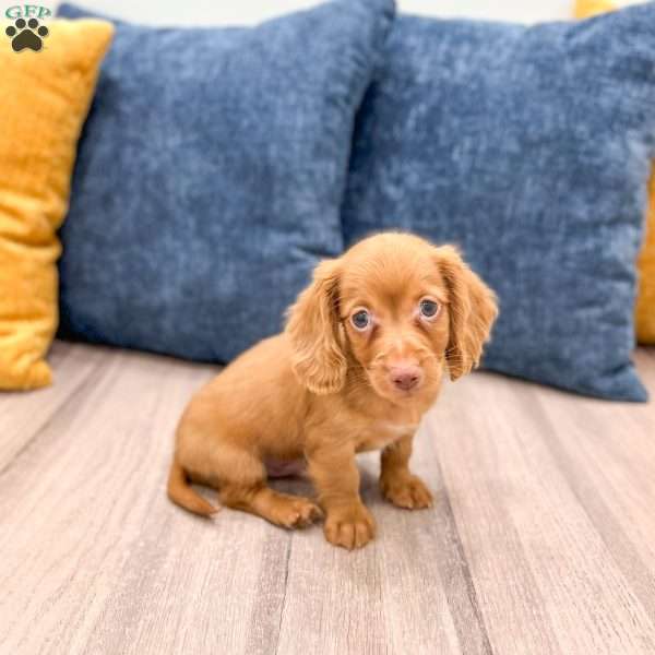 Rusty, Dachshund Puppy