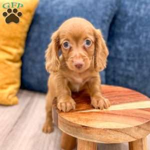 Rusty, Dachshund Puppy