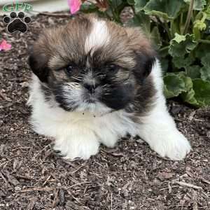 Taylor, Shih Tzu Puppy