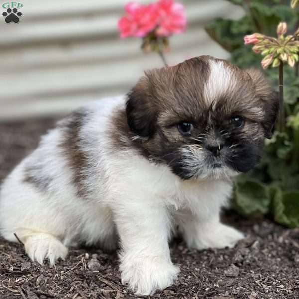 Taylor, Shih Tzu Puppy