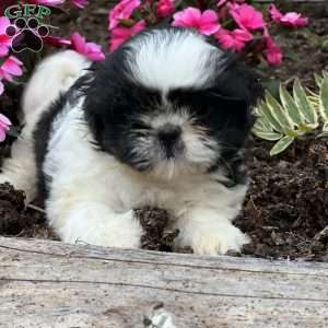 Jelly, Shih Tzu Puppy