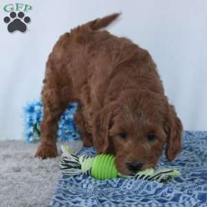 Travis, Mini Goldendoodle Puppy