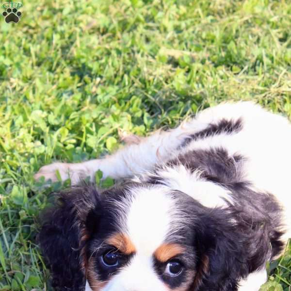 Millie, Cavalier King Charles Spaniel Puppy