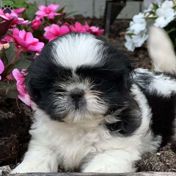 Jelly, Shih Tzu Puppy