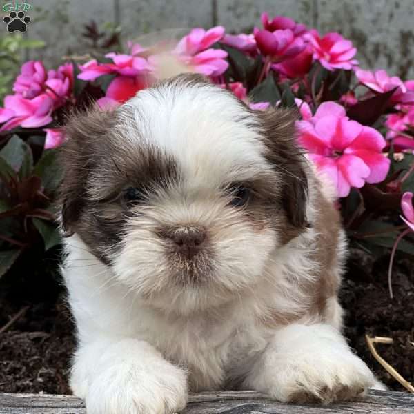 Jasmine, Shih Tzu Puppy
