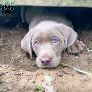 Stella, Silver Labrador Retriever Puppy