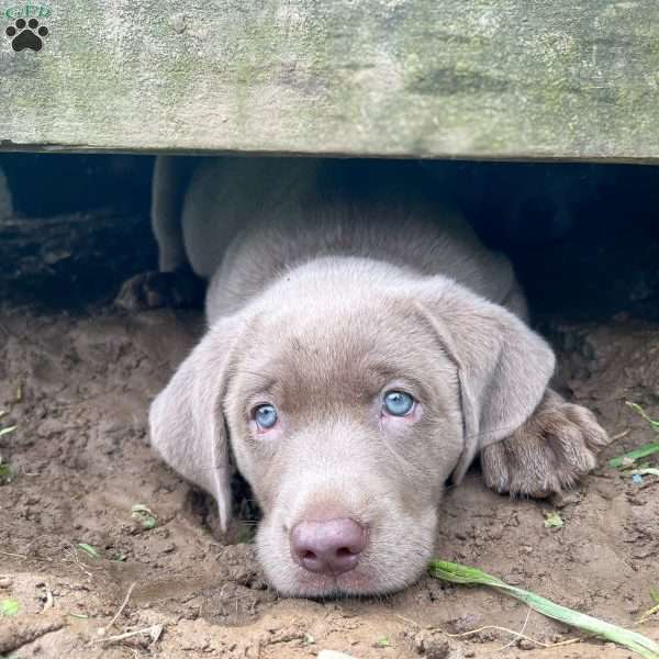 Stella, Silver Labrador Retriever Puppy
