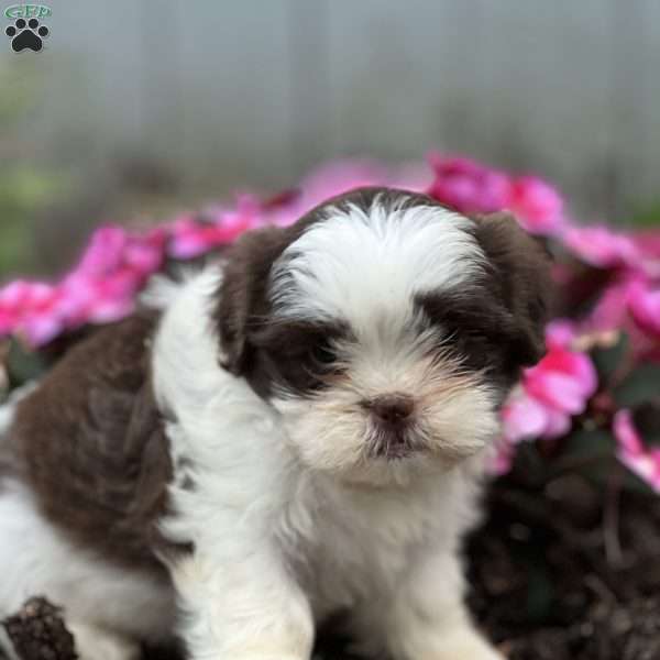 Janelle, Shih Tzu Puppy