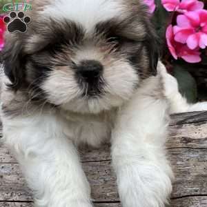 Jacob, Shih Tzu Puppy