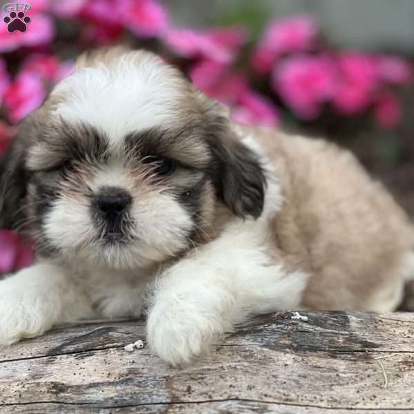 Jacob, Shih Tzu Puppy