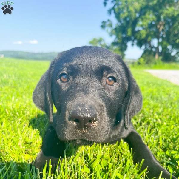 Max, Black Labrador Retriever Puppy