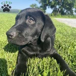 Max, Black Labrador Retriever Puppy