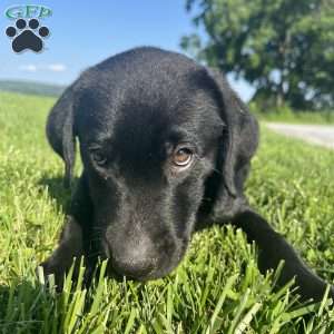 Max, Black Labrador Retriever Puppy