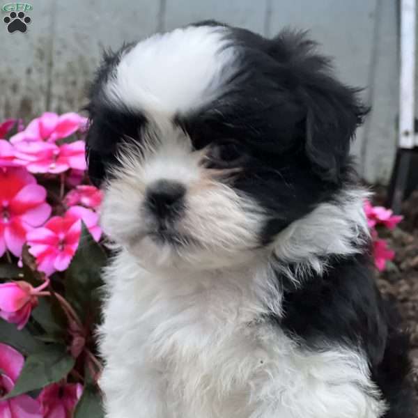 Jett, Shih Tzu Puppy