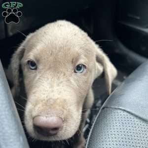 Stella, Silver Labrador Retriever Puppy