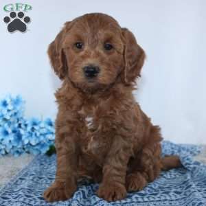 Travis, Mini Goldendoodle Puppy