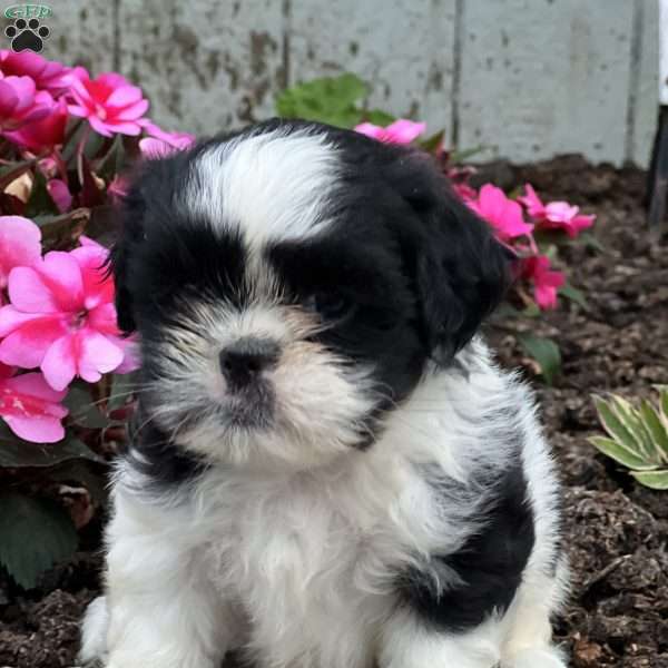 Jordan, Shih Tzu Puppy
