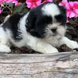 Jordan, Shih Tzu Puppy