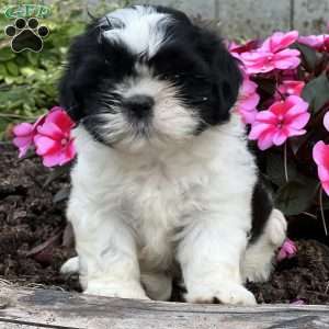 Josiah, Shih Tzu Puppy
