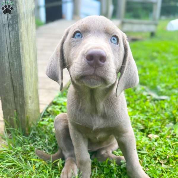 Stella, Silver Labrador Retriever Puppy