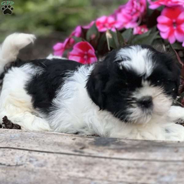 Josiah, Shih Tzu Puppy