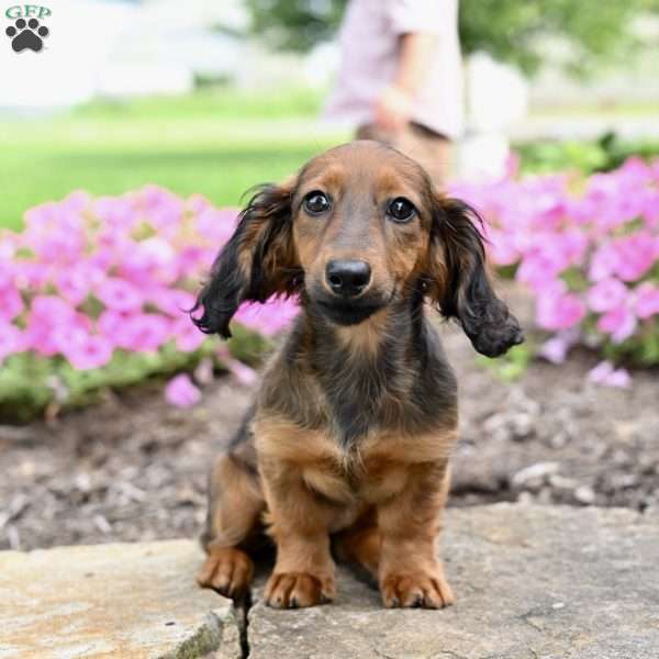 Amber, Dachshund Puppy