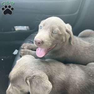 Stella, Silver Labrador Retriever Puppy