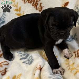 Jazlyn, Pug Puppy