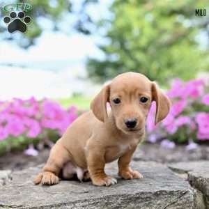 Milo  (mini), Dachshund Puppy