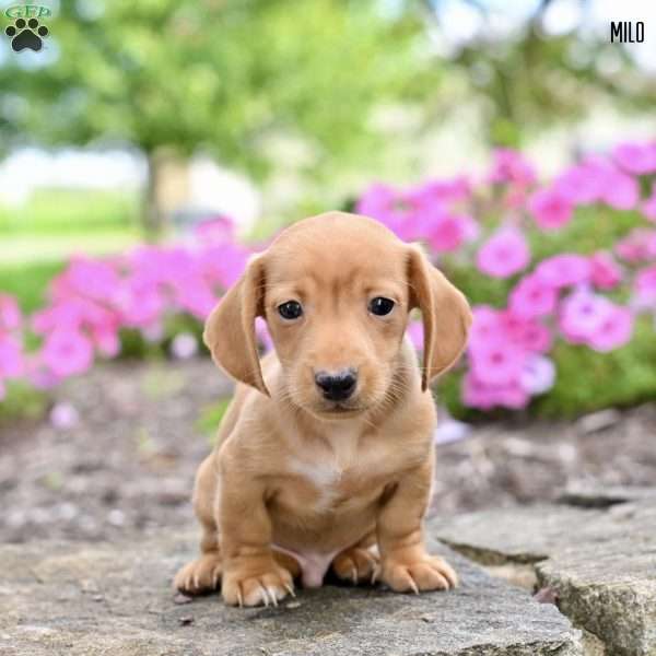 Milo  (mini), Dachshund Puppy