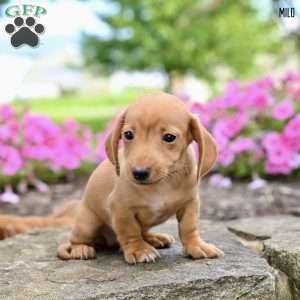 Milo  (mini), Dachshund Puppy