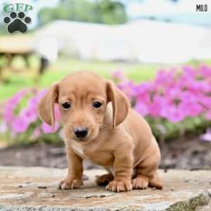 Milo  (mini), Dachshund Puppy