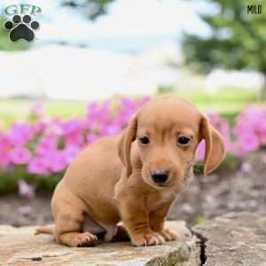 Milo  (mini), Dachshund Puppy