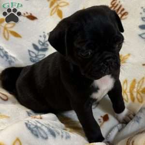 Jazlyn, Pug Puppy
