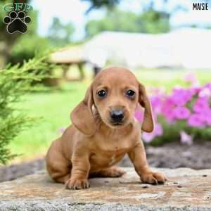Maisie (mini), Dachshund Puppy