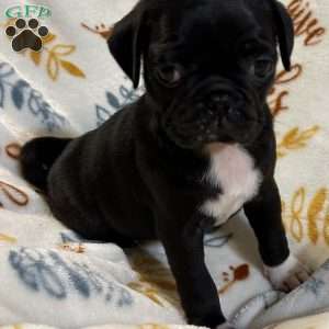 Jazlyn, Pug Puppy