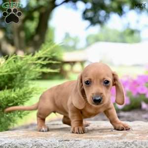 Maisie (mini), Dachshund Puppy