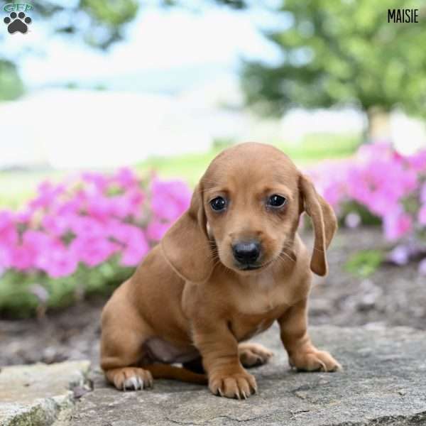 Maisie (mini), Dachshund Puppy