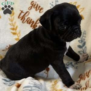 Jazlyn, Pug Puppy