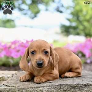 Maisie (mini), Dachshund Puppy