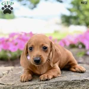 Maisie (mini), Dachshund Puppy
